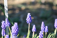 Muscari armeniacum