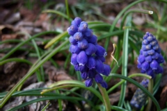 Muscari armeniacum