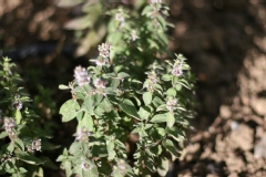 Mentha arvensis