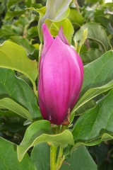 Magnolia de soulange