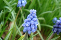 Muscari aucheri