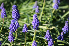 Muscari armeniacum