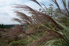 Eulalie 'variegatus', Miscanthus 'variegatus', Roseau de chine 'variegatus'