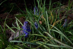 Muscari armeniacum