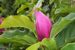 Magnolia de soulange