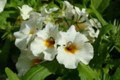 Nemesia strumosa 'Sundrops'