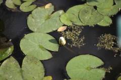 Nymphaea alba