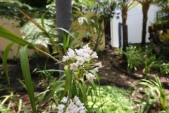 Neobenthamia gracilis