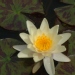 Nénuphar, Nymphéa, Nénuphar 'sunrise', Nymphéa 'sunrise'