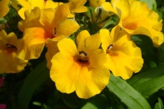 Nemesia strumosa 'Sundrops'