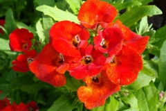 Nemesia strumosa 'Sundrops'