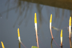 Oronce, Plante bougie