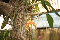 Oncidium butterfly