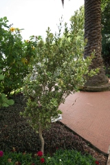 Osmanthus heterophyllus 'Variegatus'