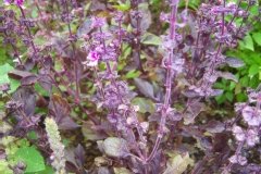 Basilic 'purple ruffles'