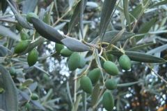 Photo de Olea europaea