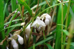 Muguet du japon, Barbe de serpent