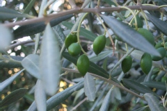 Olea europaea