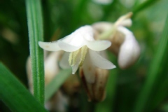 Muguet du japon, Barbe de serpent