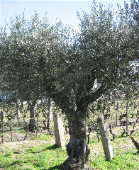 Photo de Olea europaea