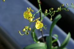 Oncidium Star Wars