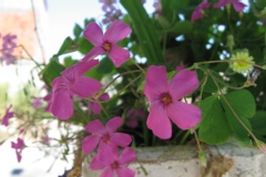 Oxalis crassipes