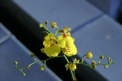 Oncidium Star Wars