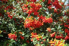 Photo de Pyracantha coccinea