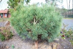 Photo de Pinus sylvestris 'Watereri'