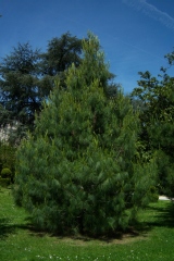 Pinus griffithii