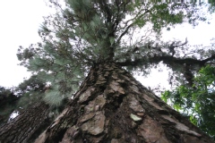 Pinus canariensis