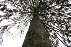 Picea abies 'Excelsa'