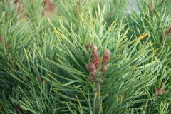 Pinus sylvestris 'Watereri'