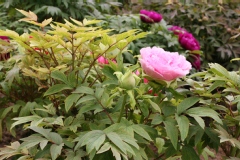 Paeonia suffruticosa 'Hana-Kisoi'