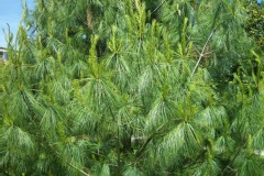 Pinus griffithii