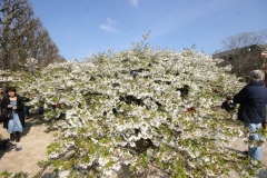 Prunus serrulata