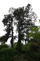 Pinus canariensis