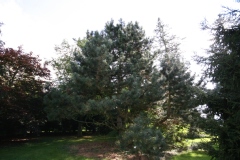 Pinus nigra 'Austriaca'