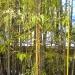 Phyllostachys nigra