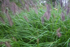 Herbe aux écouvillons