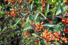 Photo de Pyracantha coccinea