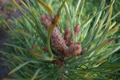 Photo de Pinus sylvestris 'Watereri'