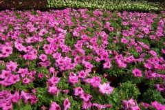 Pétunia, Pétunia 'parade rose foncé'