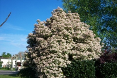 Photinia 'red robin', Photinia