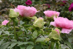 Paeonia suffruticosa 'Hana-Kisoi'