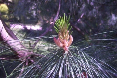 Pinus griffithii