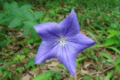 Platycodon grandiflorus