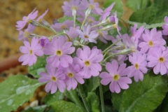 Primula farinosa