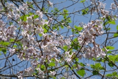 Paulownia tomentosa