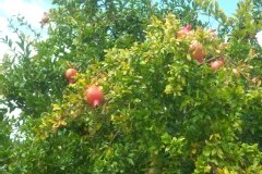 Grenadier à fleurs, Grenadier à fruits, Grenadier